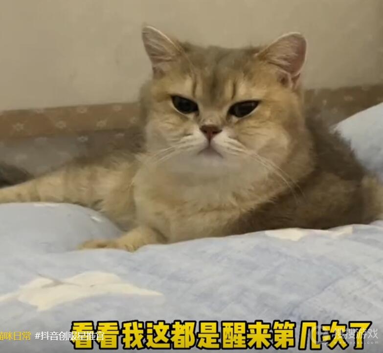 小猫摆烂文学文案一览-小猫摆烂文学文案是什么