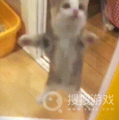 happyhappyhappy猫表情包大全介绍-happyhappyhappy猫表情包大全一览